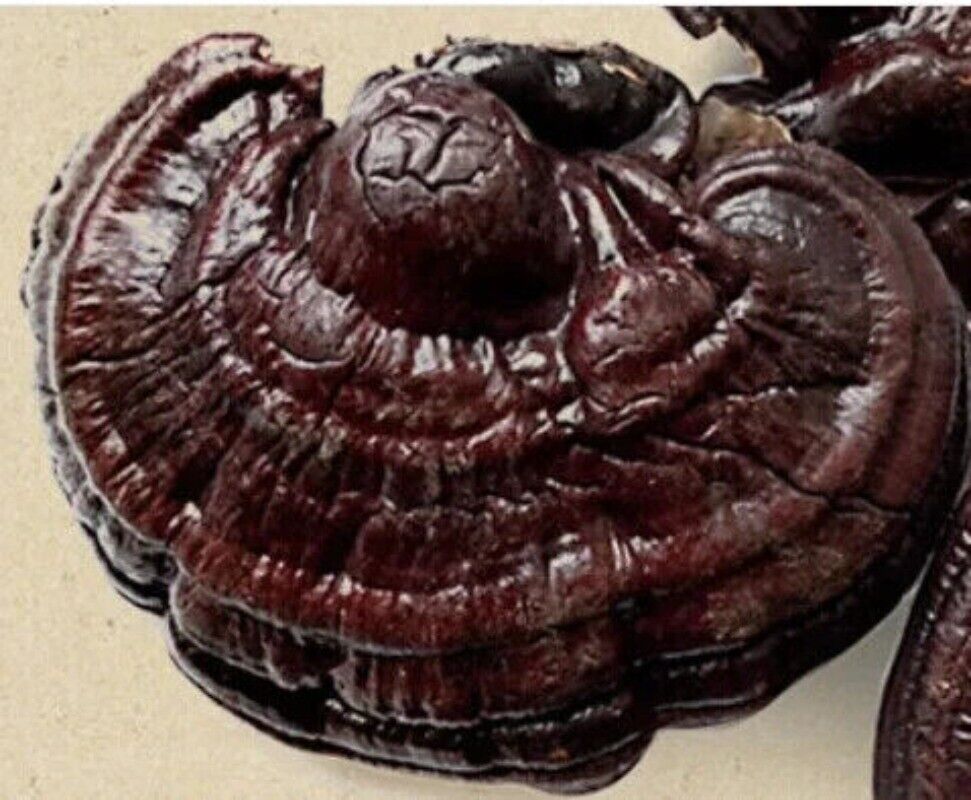 500g Dried Lingzhi Mushroom Cultivation Ganoderma Lucidum Meat Mushroom