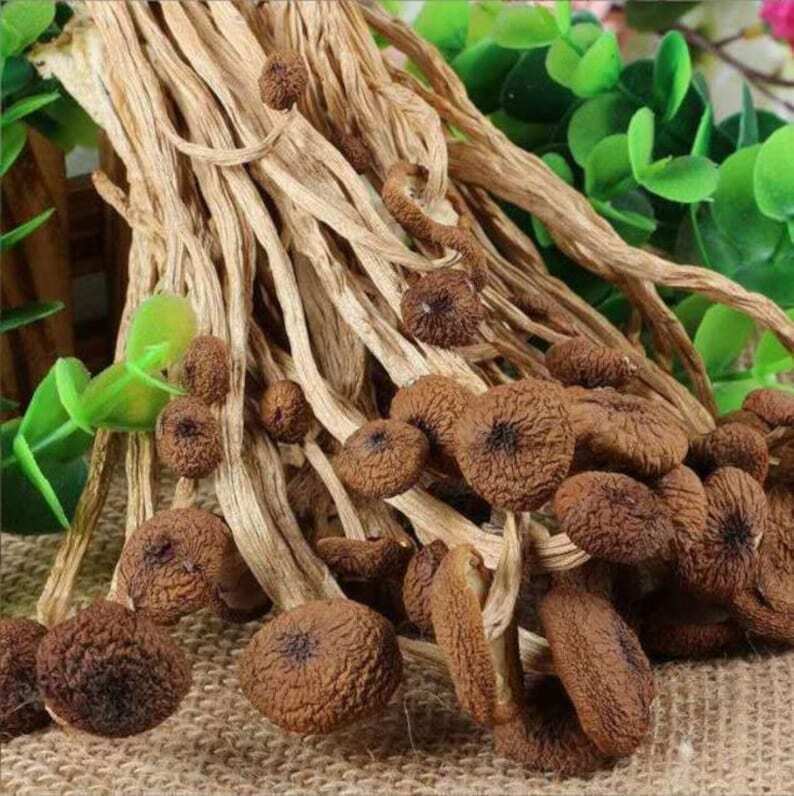 250g Dried Agrocybe Aegerita Natural Tea Tree Mushrooms Plant Mushrooms Fungus