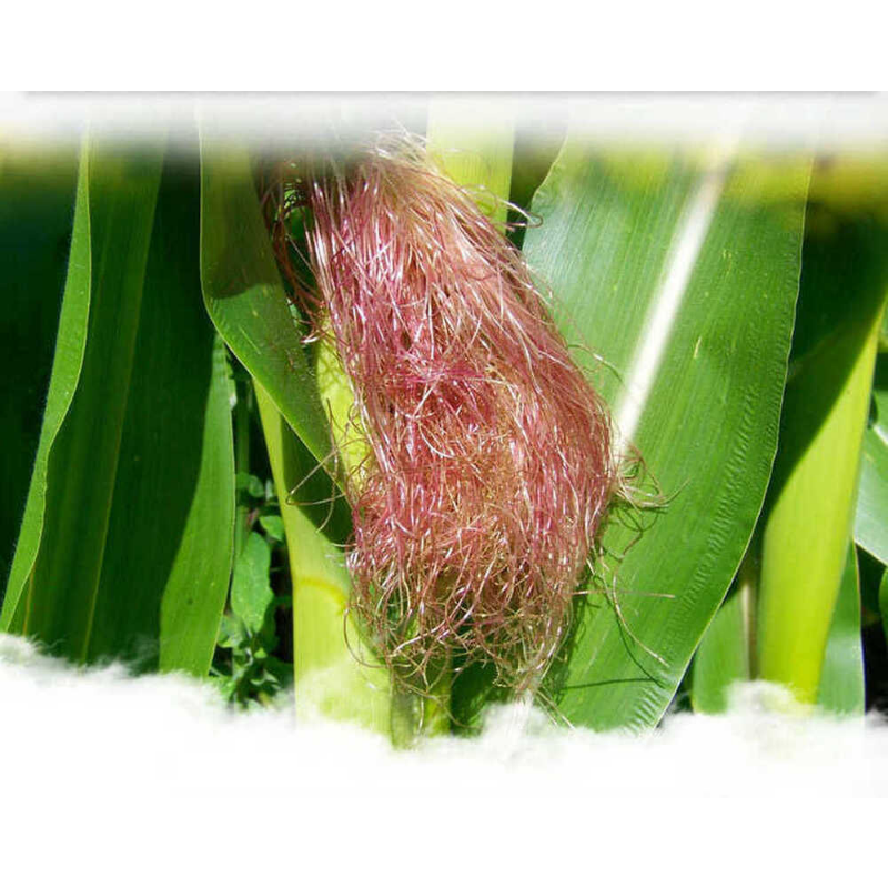 Chinese herbal Healthy Corn Silk Tea 160g 40 Tea bags 100% Natural