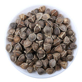 Bulk Moringa Seeds Large Moringa Seeds Produce Flower Tea 500g