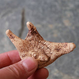 100g Organic Dried Bletilla Striata Bletilla Pseudobulb Rhizoma Bletillae Bai Ji