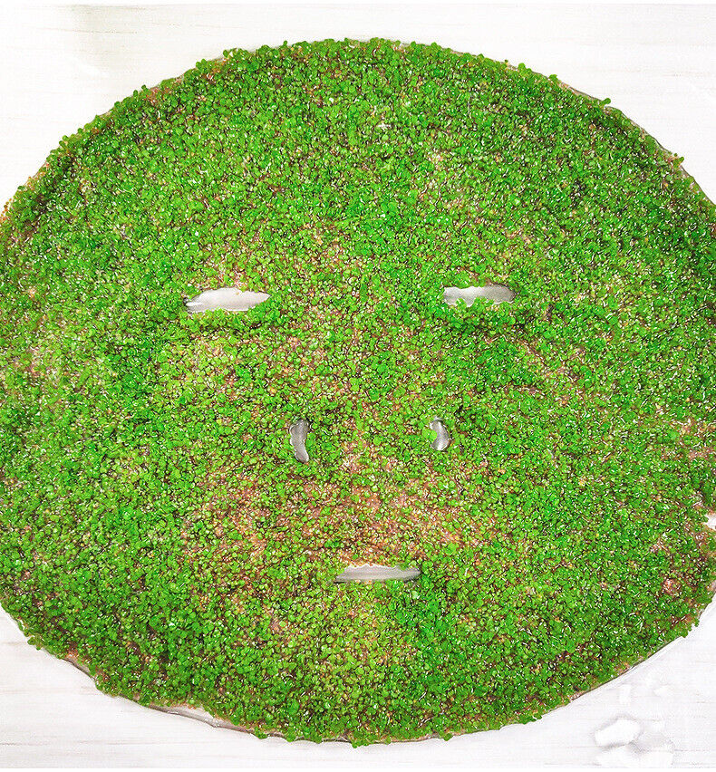 250g Seaweed Mask 5A Grade Particle Hydrating Mask Collagen Pearl Mask Powder