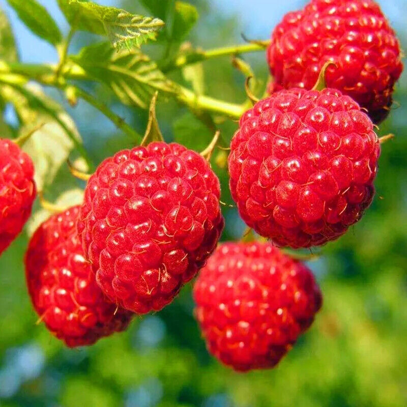 HELLOYOUNG Natural Super Raspberry Powder 1KG - Water Soluble