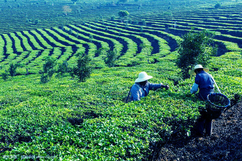100g Yunnan Pu-erh tea Old Ban Zhang Ripe Tea Shu Cha Organic Tea Black Tea
