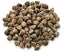 Moringa Oleifera Seeds WINGLESS Fresh Organic Semillas de Moringa Tree