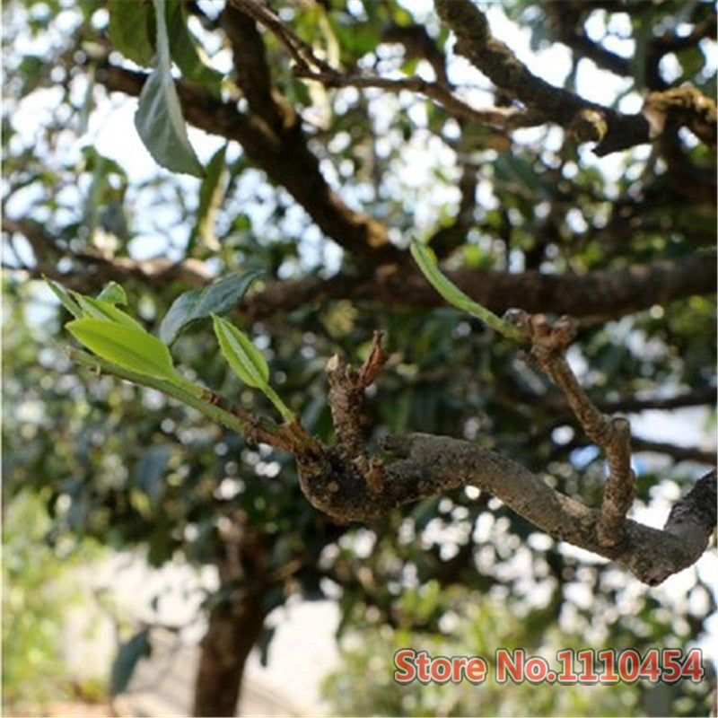 100g Raw Puer Tea Cake Pu'er Tea Health Care Yunnan Deep Mountain Puerh Tea Tree