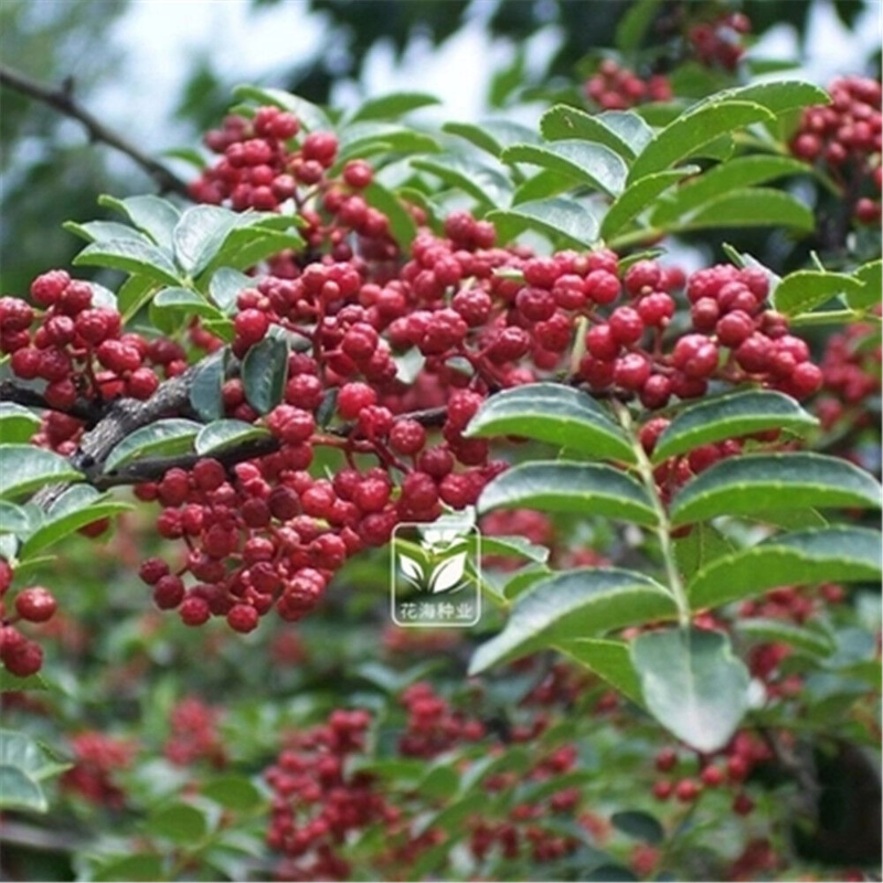 100% Natural Sichuan Szechuan Peppercorns / 四川花椒麻辣250g Sichuan Red Pepper