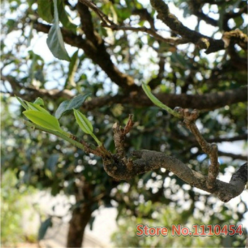 100g Yunnan Old Tea Tree Puer Tea Shen Pu'er Tea Cake cha Pu-erh Green Tea Cakes