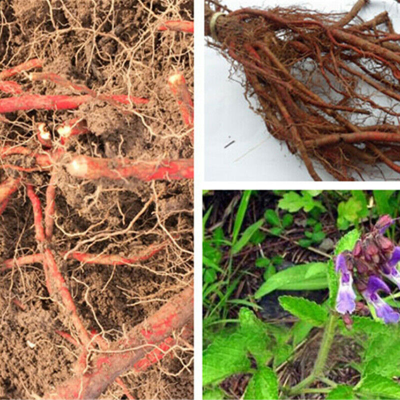 Chinese Herbal Medicine Tea Organic Red Sage Dan Shen Root (Salvia Miltiorrhiza)