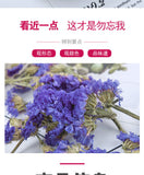 Blue Forget-Me-Not Bulk Forget-Me-Not Dried Flowers Herbal Tea 500g