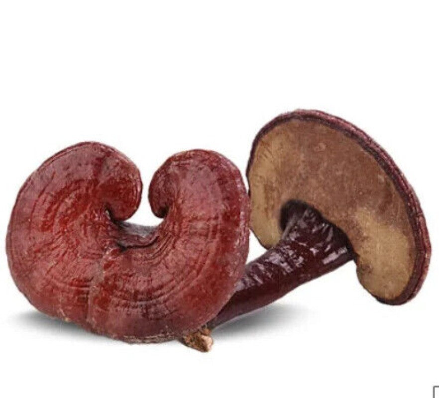 500g Bulk Supply Reishi Mushroom Tea Benefits in Good Price Reishi Sale Online