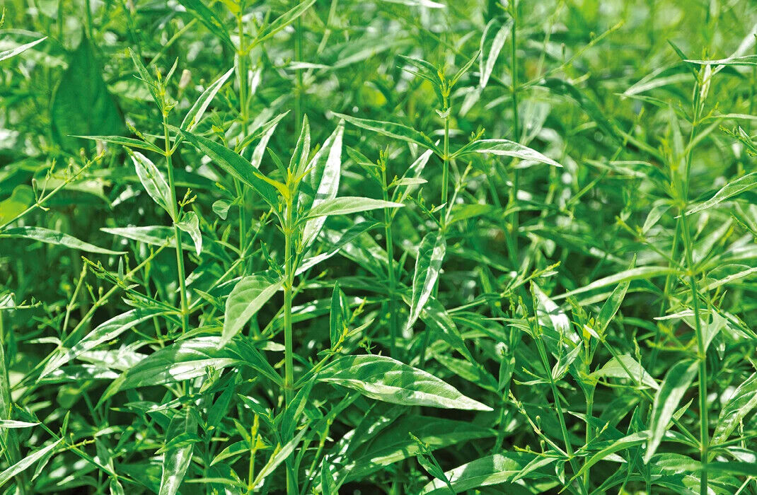 100% Organic Andrographis Paniculata Natural Herbs Cut Without Leaves