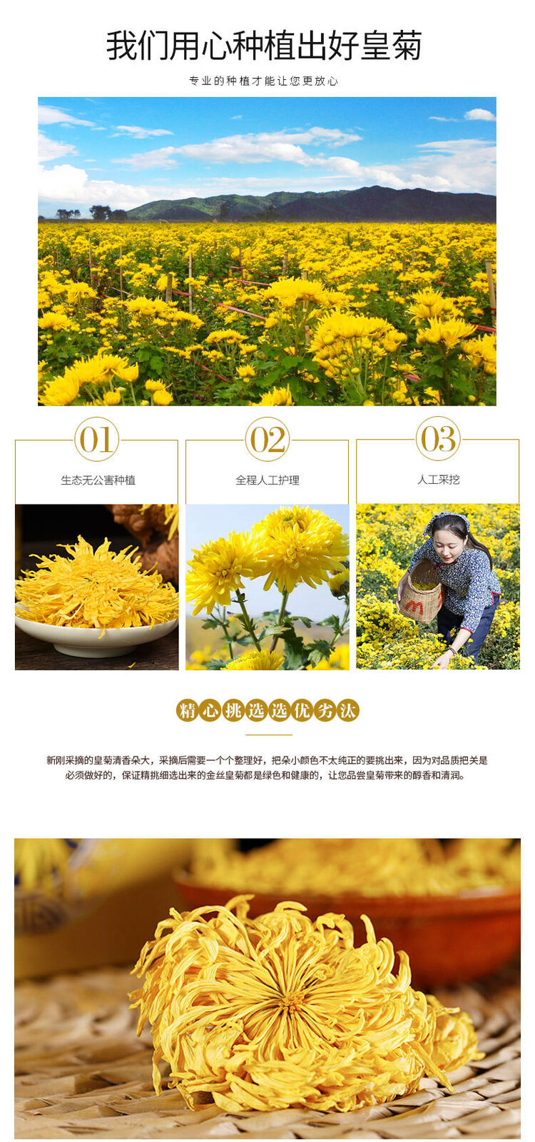 Chrysanthemum Tea Golden Silk Chrysanthemum Fetal Xiushui Tribute Chrysanthemum