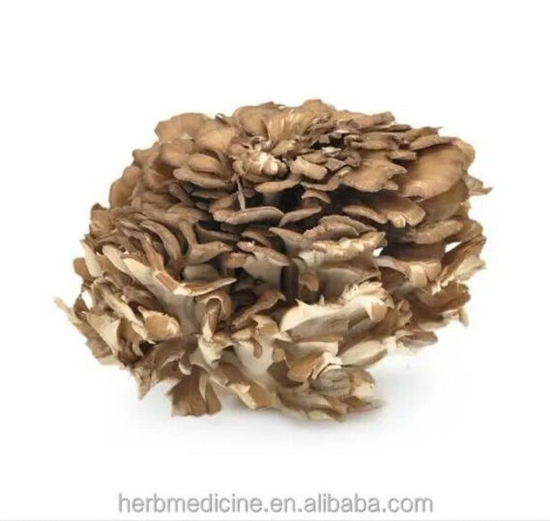 500g Natürliche getrocknete Maitake Nahrungsergänzungsmittel Grifola Frondosa