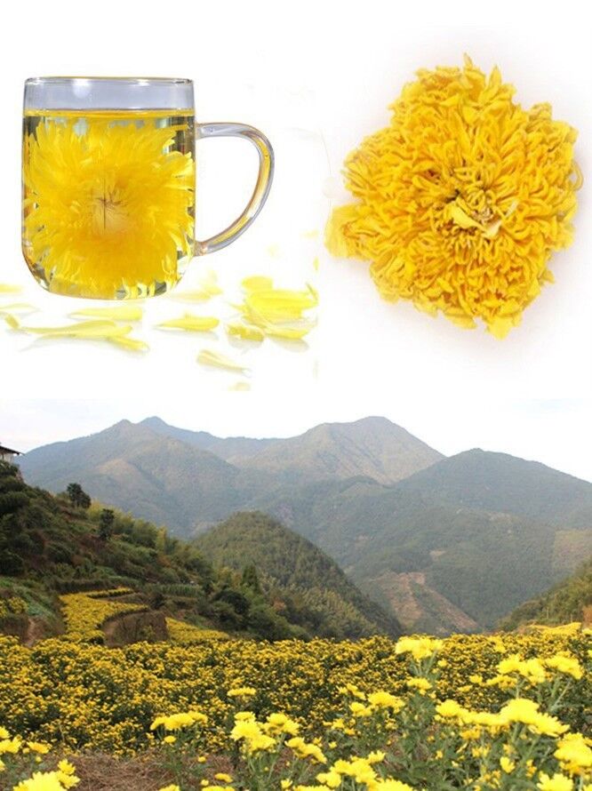 Chrysanthemum Gold Huang Ju 4 Pieces a Large Cup of Organic Herbal Tea in Summer