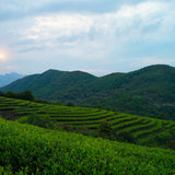 100g White Tea Yunnan White Peony Tea Cakes High Quality Moonlight Chinese Tea