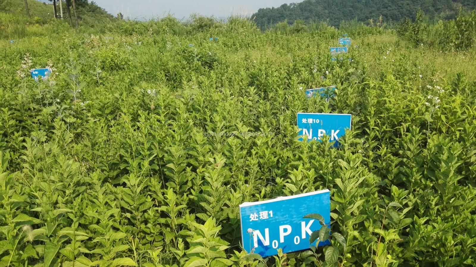 100% Biologische natürliche Löwen Mähne Pilz Hericium Erinaceus Hou Tou Gu 250G
