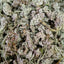 Premium Honey Flower Dried Chinese Medicinal Herb New Stock