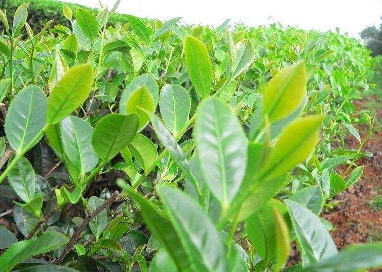 100g Ripe Tuocha Premium Yunnan puer tea,Old Tea Tree Materials Pu erh,1pc Tea