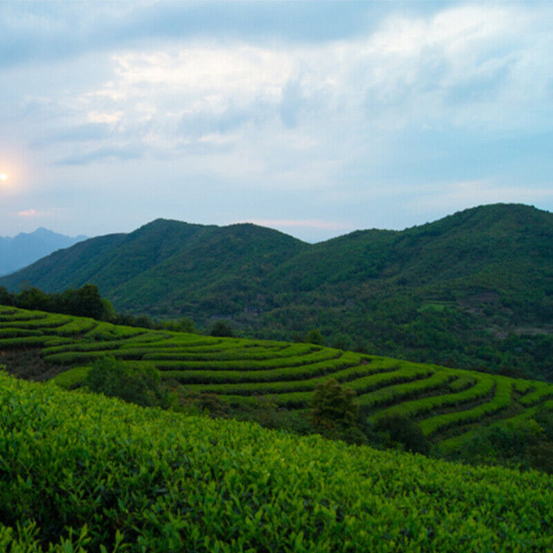 100g Weißer Tee Yunnan Weißer Pfingstrose Tee Kuchen Hohe Qualität Moonlight Tee