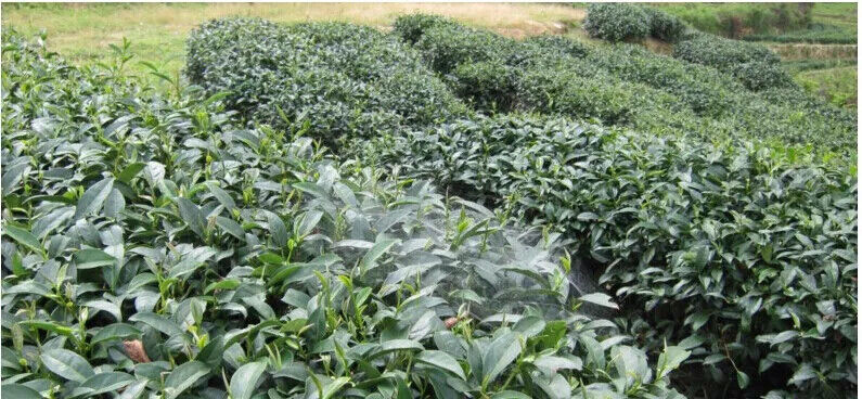 New Taiwan Green Tea Beauty Pressure High Mountains JinXuan Milk Oolong Tea 150g