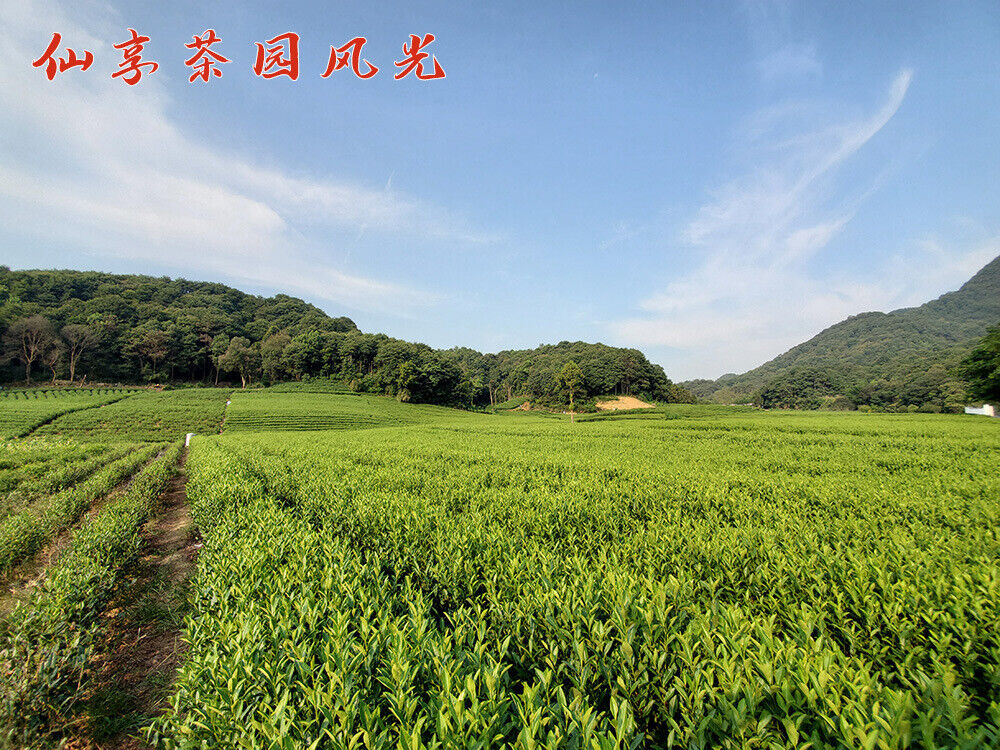 New Tea Longjing Tea Fried Green Green Tea Strong Aroma 500g/1.1lb