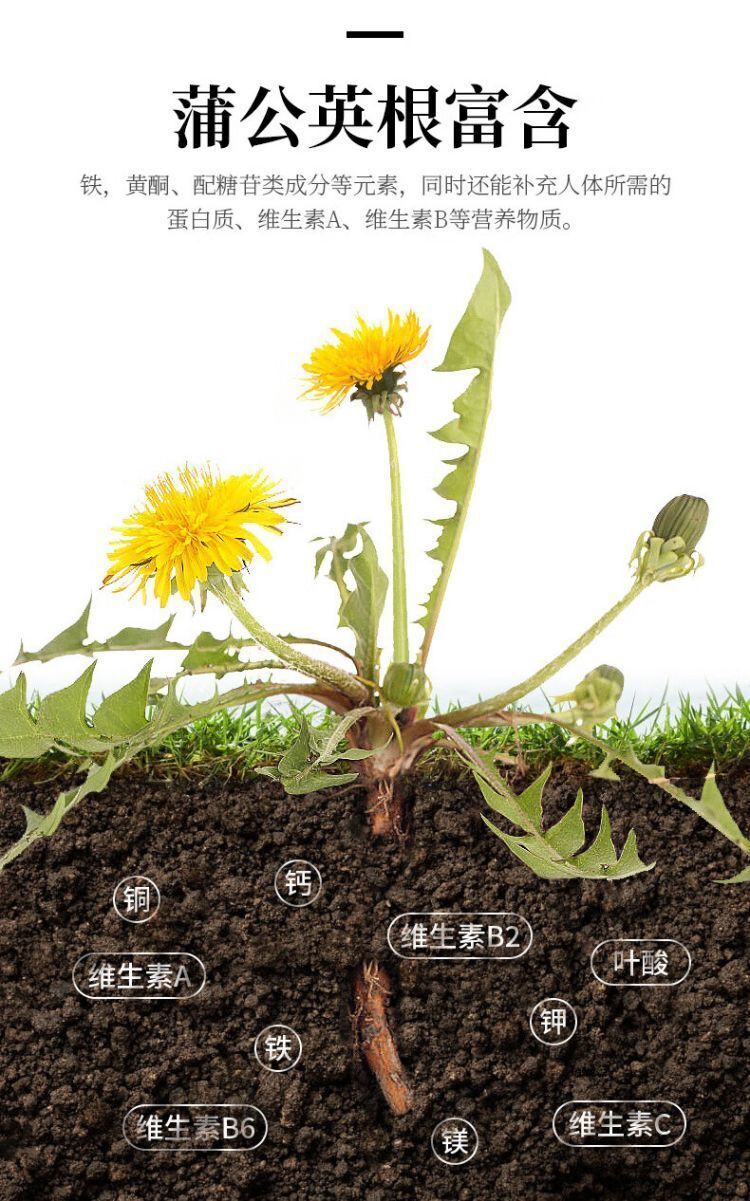 Dandelion Root Tea Herbal Tea Changbaishan Dandelion Root Tea 250g