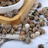Bulk Moringa Seeds Large Moringa Seeds Produce Flower Tea 500g