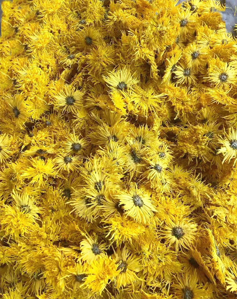 Base direct supply of bulk golden chrysanthemum large chrysanthemum tea 17.6oz