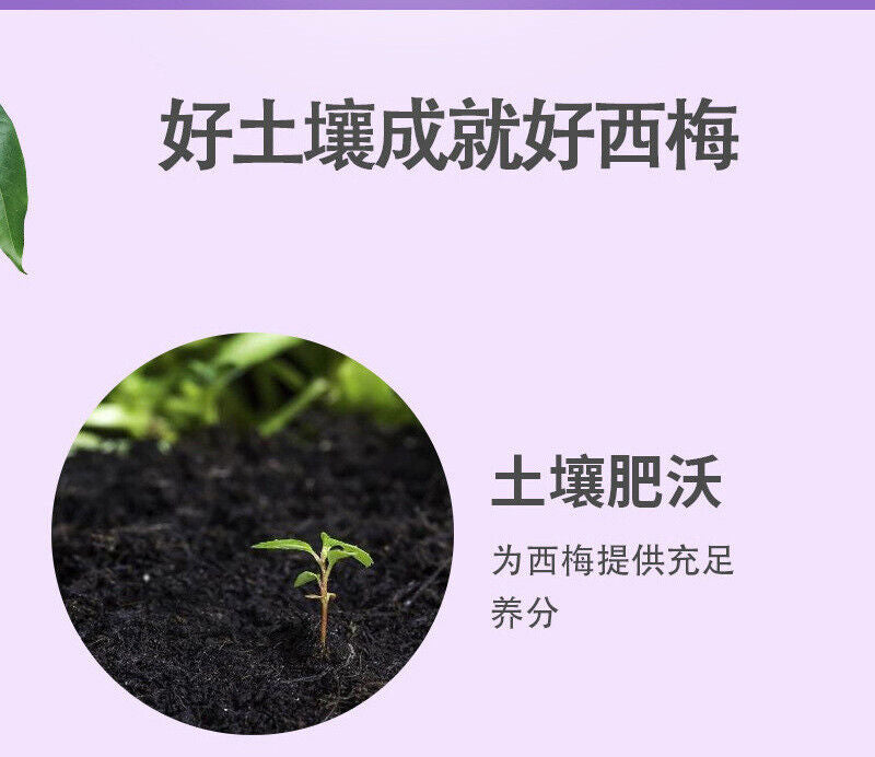 Prebiotic Prune Drink Dietary Fiber Fruit and Vegetable Juice Summer Organic
