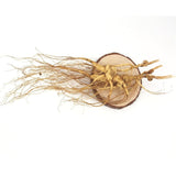 3 Pcs Dry Transplant Wild Ginseng Root 10-15 Years Relative Integrity