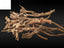 Chai Hu /柴胡 / Hare's Ear Root /Bupleuri /Thoroughwax / Bupleurum Chinense 250g