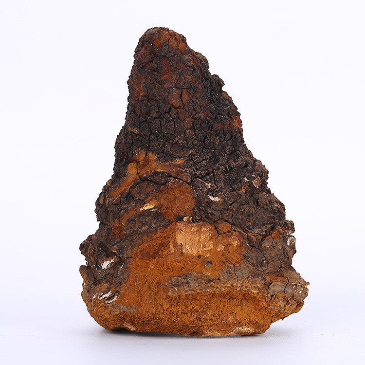 Authentic Chaga Premium Chaga Granulat 200g/Dose Essbare Pilze Gesundheitspflege