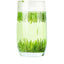 Premium Pre Qingming Xinyang Maojian Green Tea 2025 High Grade Zhushe