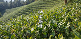 2023 Longjing New Green Tea Strong Fragrance Labor Spring Ration Tea 500g/1.1lb