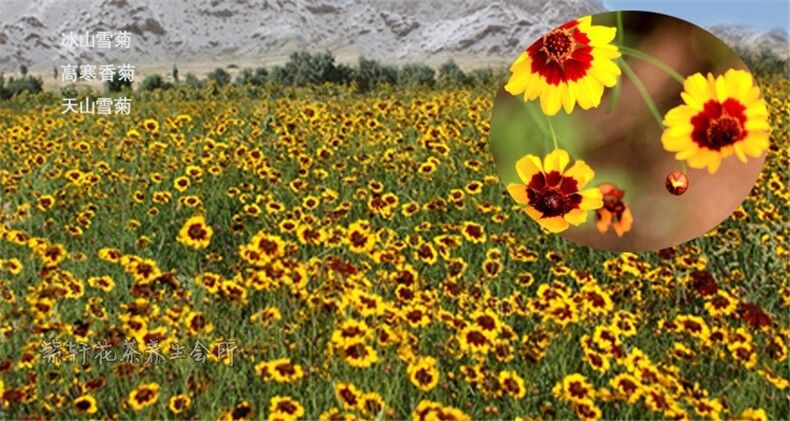 100g Organic Chrysanthemum Tea Kunlun Snow Daisy High Quality Herbal Scented Tea