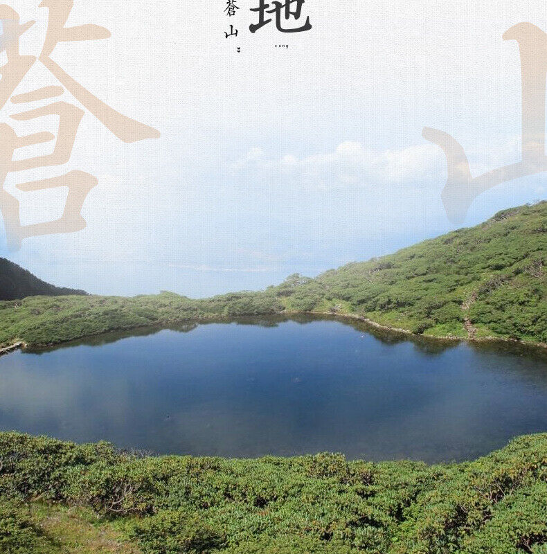 Kugentang Golden Burdock Tea 250g Round Burdock Root Tea in Tin Can