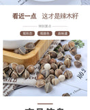 Bulk Moringa Seeds Large Moringa Seeds Produce Flower Tea 500g
