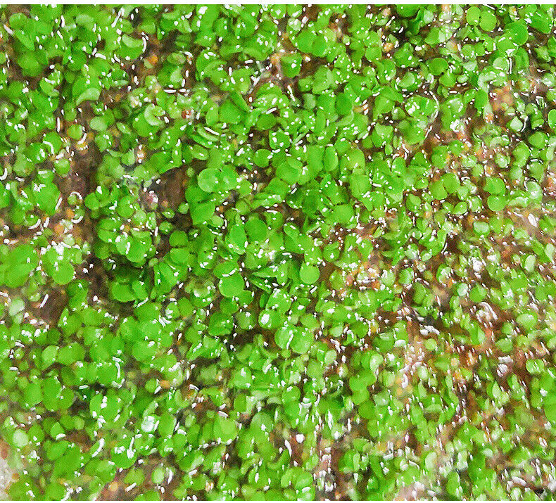 250g Seaweed Mask 5A Grade Collagen Pearl Mask Powder Particle Hydrating Mask