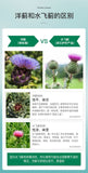 HB Liver Protection Tablets Artichokes and Artichokes Capsules 350mg*60 Capsules