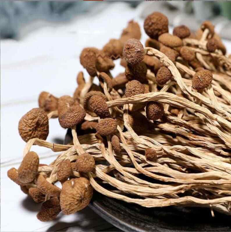 250g Dried Agrocybe Aegerita Natural Tea Tree Mushrooms Plant Mushrooms Fungus