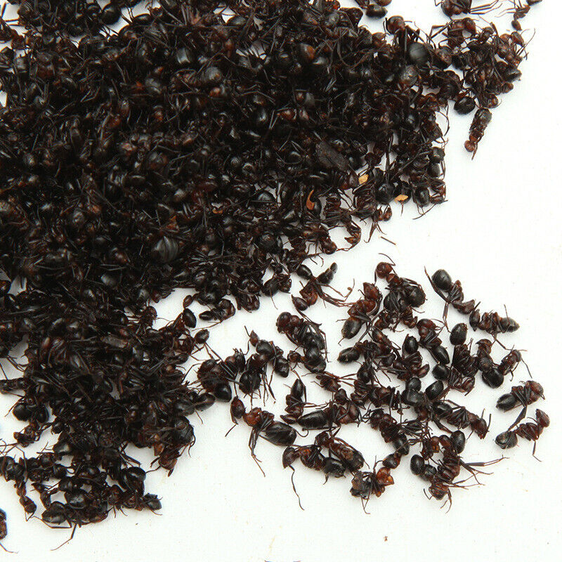 China Wild Chang Bai Shan Mountain Black Ant Vic Roger Polyrhachis Premuim 500g