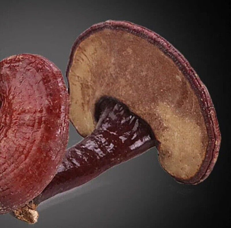 500g Bulk Supply Reishi Mushroom Tea Benefits in Good Price Reishi Sale Online