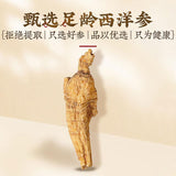 American Ginseng with Foot Protoginseng Can Be Soaked in Wine To Make Tea
