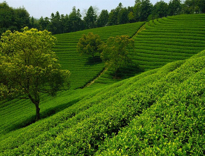 100g Yunnan Pu-erh tea Old Ban Zhang Ripe Tea Shu Cha Organic Tea Black Tea