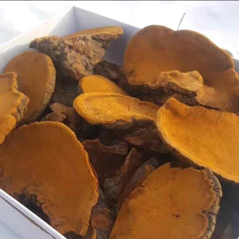 Chinese Song-Gen Meshimakobu Mushroom Sang Huang Mesima Phellinus Igniarius