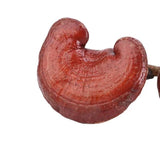 500g Bulk Supply Reishi Mushroom Tea Benefits in Good Price Reishi Sale Online