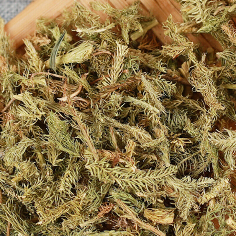 500g Shenjincao Healthy Original Herbal Tea Shujincao 精选伸筋草 舒筋草 Healthy Drink