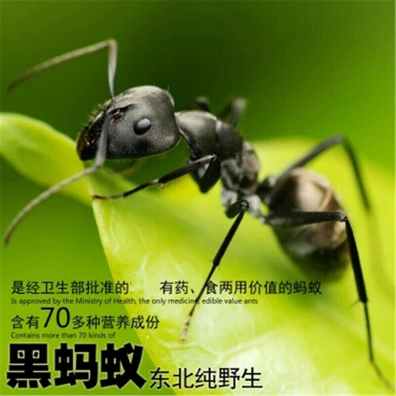 China Wild Chang Bai Shan Mountain Black Ant Vic Roger Polyrhachis Premuim 500g