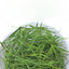 Bulk Bamboo Leaf Tea Limonium Tea Light Bamboo Leaf Herbal Tea 500g